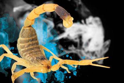 42194704_2131485046921538_8043245212962652160_n